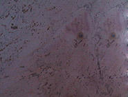 Atlantic Pink