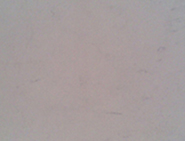 Opel White