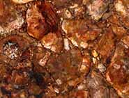 Petrified Brown