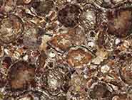 Brown Petrified
