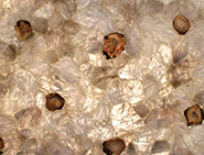 Jacuzzi Quartz
