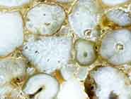 White Gava